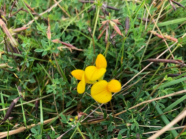 Billede af de gule blomster på planten Kællingetand