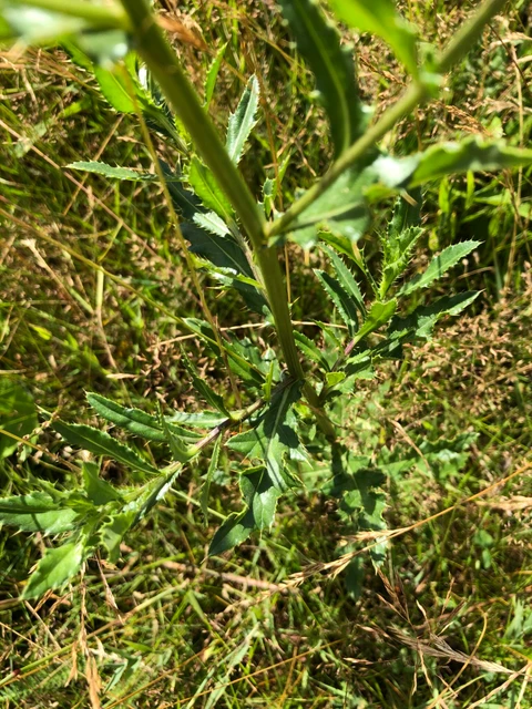 Billede af planten Ager-tidsel