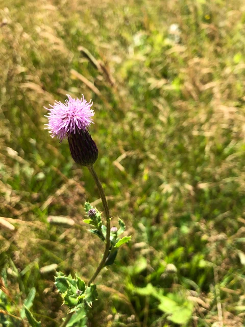 Billede af den lilla blomst i Ager-tidslen