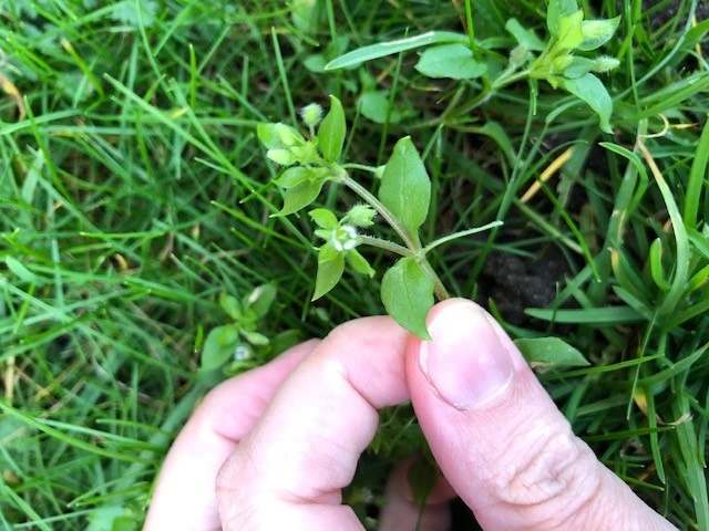 Billede af den lille hvide blomst i Fuglegræs