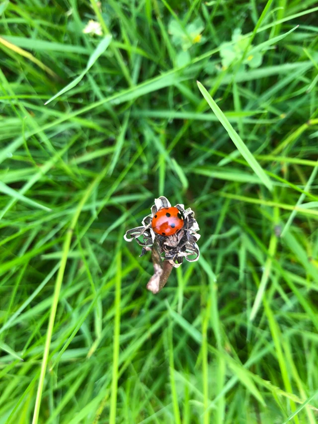 Billede af en syvplettet mariehøne, der sidder i en vissen blomst