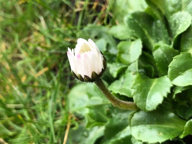 Billede af en Tusindfryd, der ikke er sprunget ud