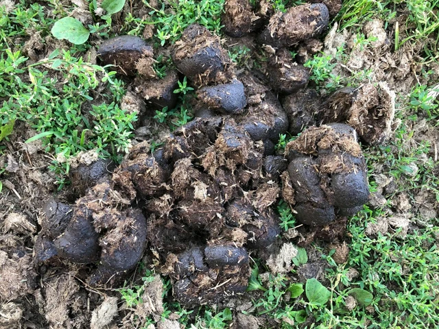 Billede af hestepærer