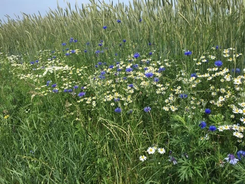Billede af blomstereng i grøftekant