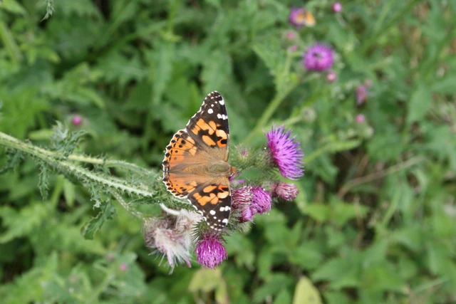 Billede af tidselsommerfugl