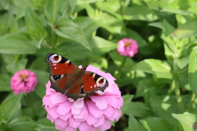 Billede af påfugle-sommerfugl
