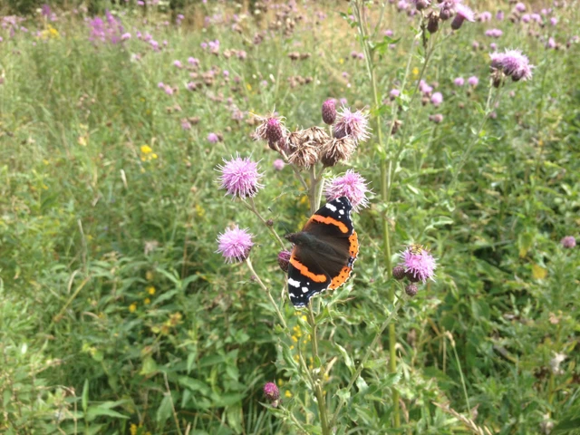 Billede af tidselsommerfugl