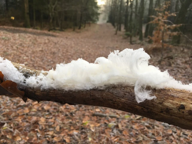 Billede af Nisseskæg på en gren i skoven