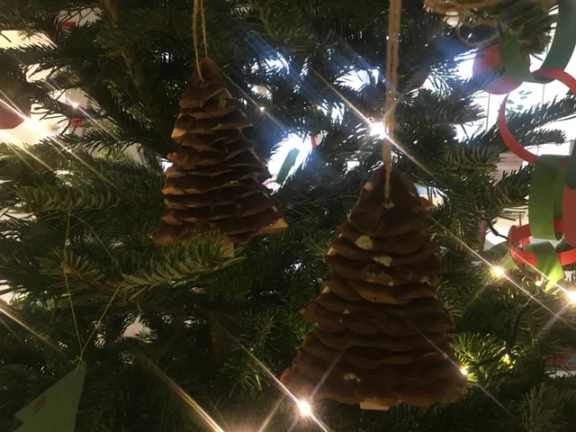 Billede af juletræer af Nobilisgran frøskæl