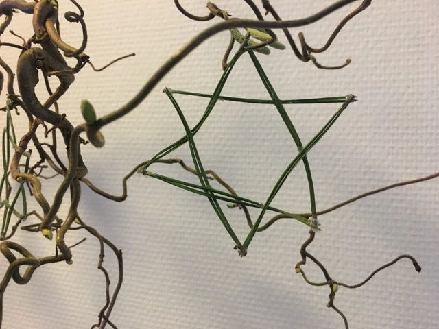 Billede af julestjerne af fyrnåle