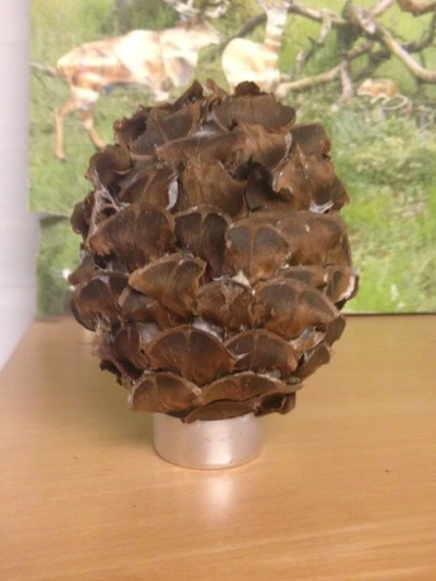 Billede af et kogleæg lavet med skæl fra nobilisgran