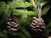 Billede af grankogler pyntet med glimmer, så det ser ud som om der er frost på