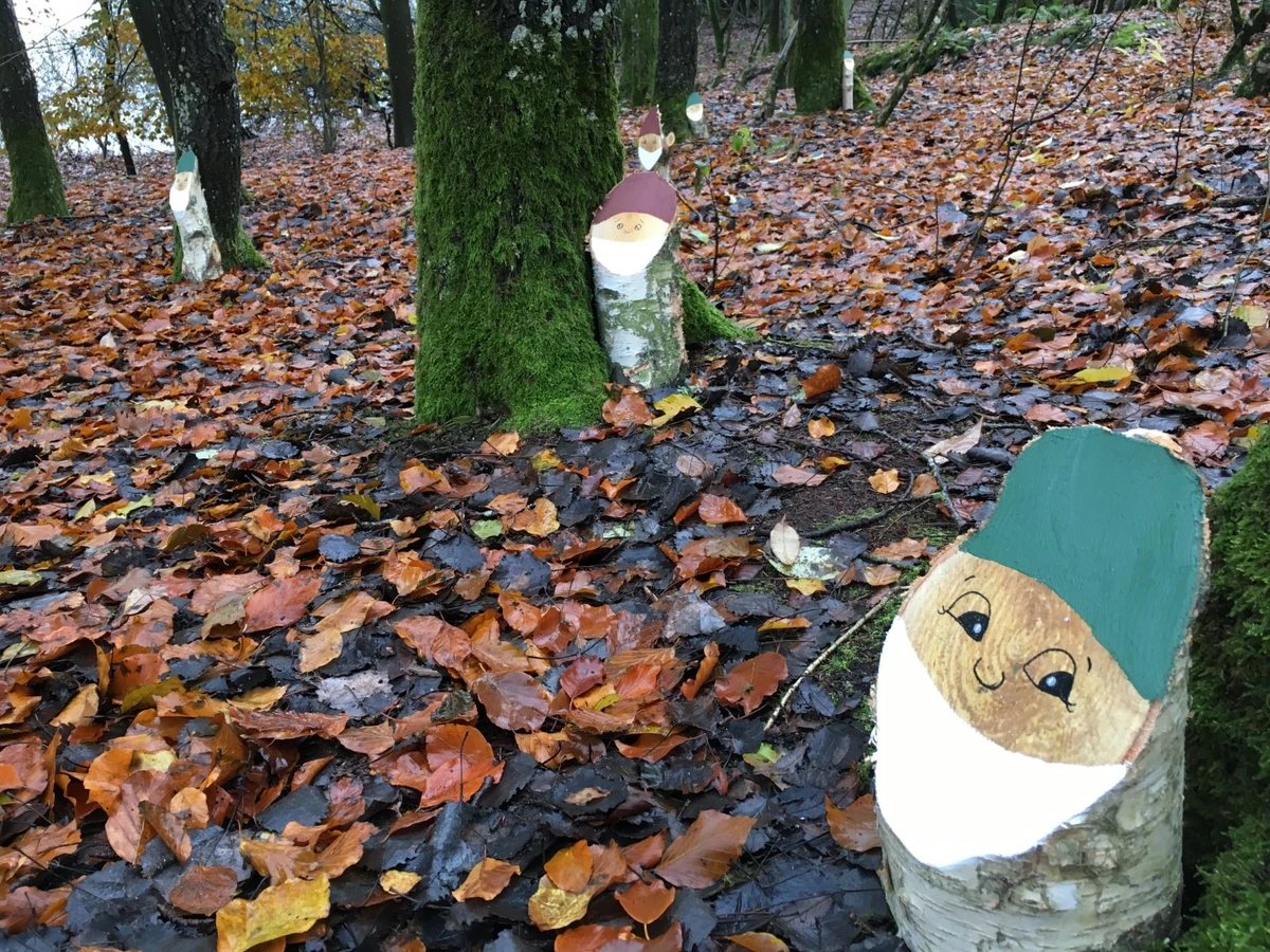 Billede af birkenisser i skovbunden