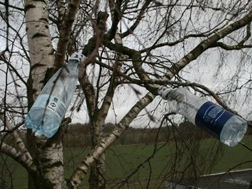 Flasker der sidder på et birketræ og tapper birkesaft