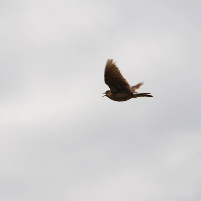 Billede af lærken der flyver