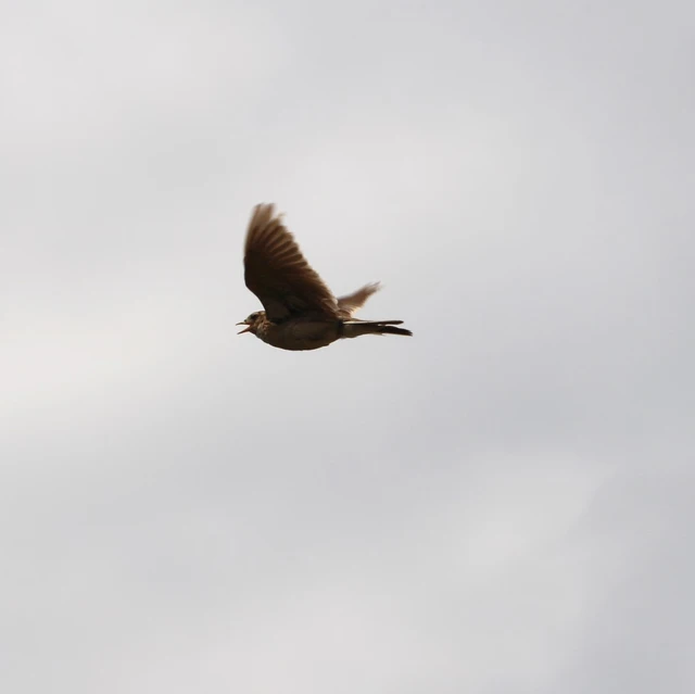 Billede af lærken der flyver