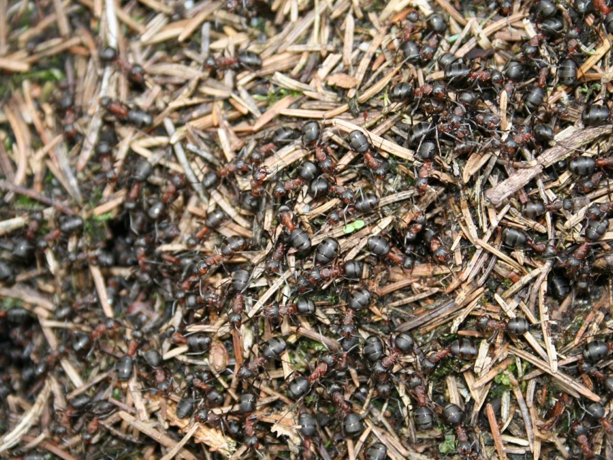 Masser af myrer i en myretue