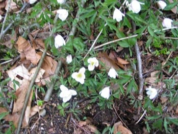 Hvid anemone i skovbunden