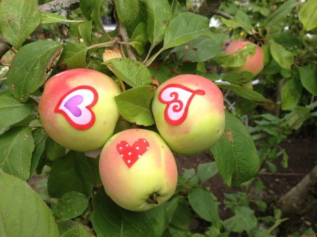 Billede af æbler pyntet med klistermærker