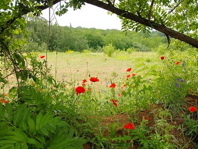 Billede af valmuer i en skovlysning