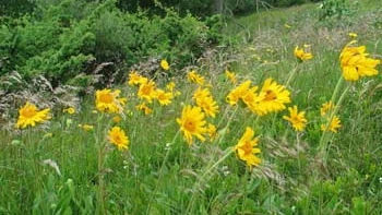 Guldblomme