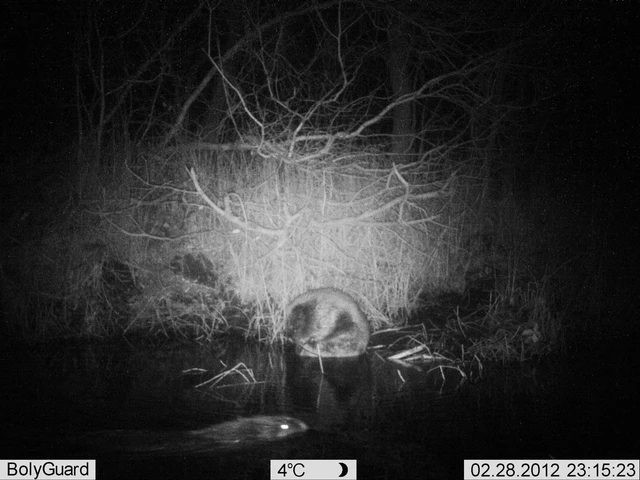 Billede af bæver, der er optaget på vildtkamera om natten