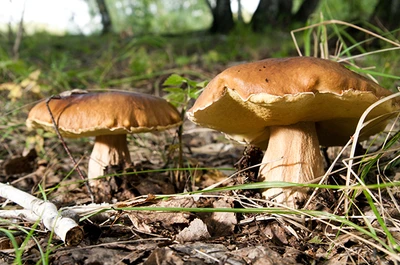 billede af svampe i skovbunden