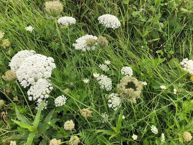 Billede af vilde blomster der står i en græseng