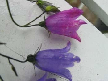 Billede af to blomster