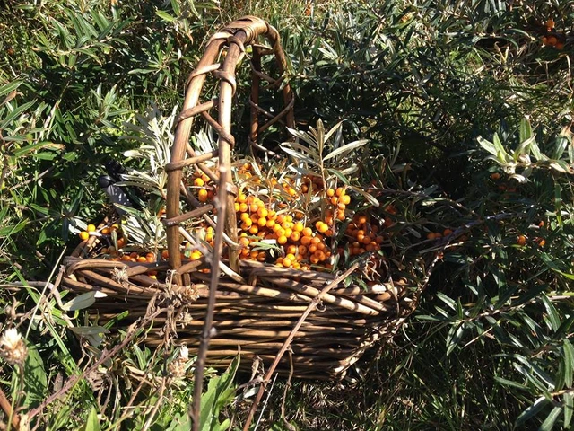 Billede af kurv med havtorn