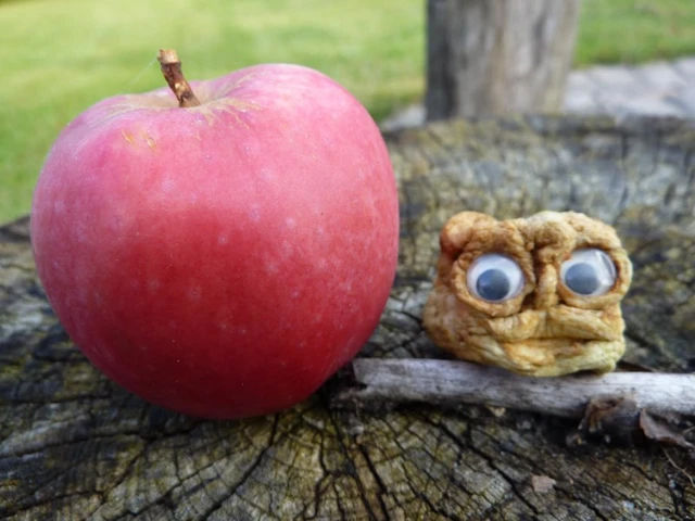 Billede af et frisk æble og et indtørret æble. Det indtørrede æble er lavet til et hoved