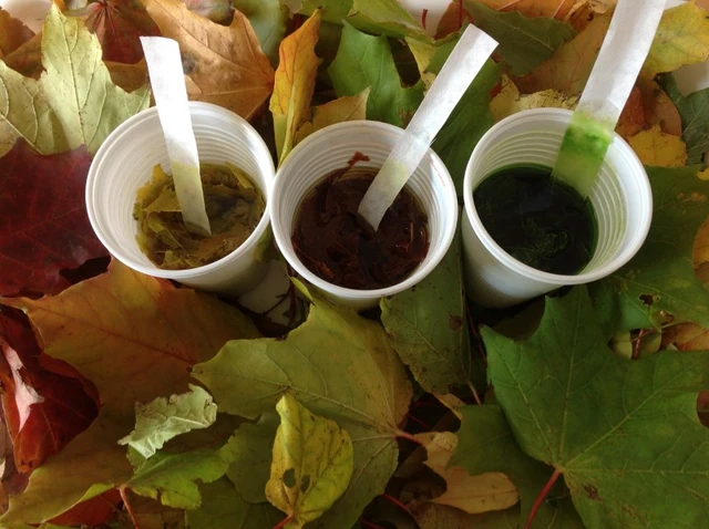 Billede af kopper, hvor der laves farve af blade