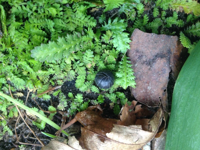 Billede af bænkebider der har trillet sig sammen til en kugle