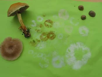 Billede af svampespore mod grønt underlag