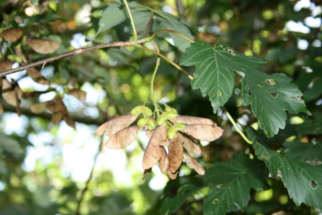 Billede af helikoptertræ