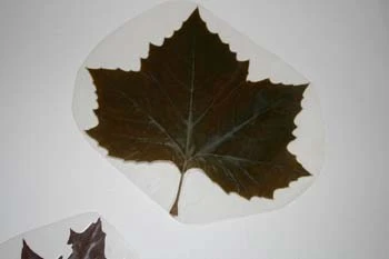 Billede af laminerede blade