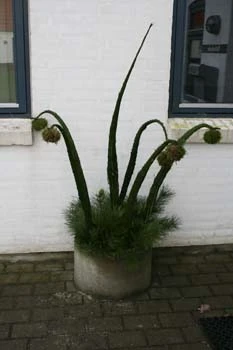 Billede af mospynt i udendørs krukke