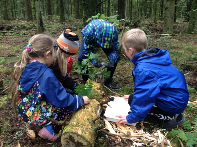 Billede af bøærn der finder Krible-krable dyr i skoven