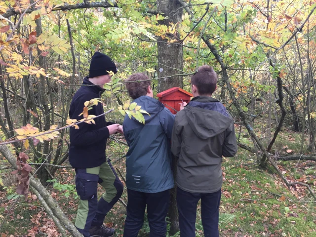 Billede af Nature Rangers der hænger Kukkelure-kasser op