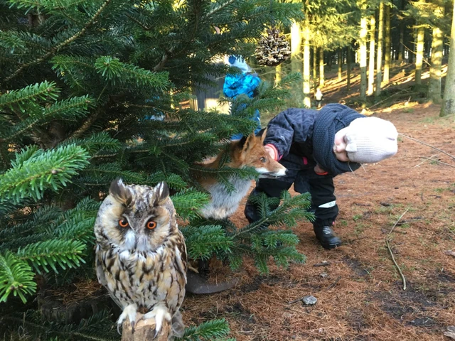 Billede af et barn der kigger på udstoppede dyr, der er sat som spor i skoven