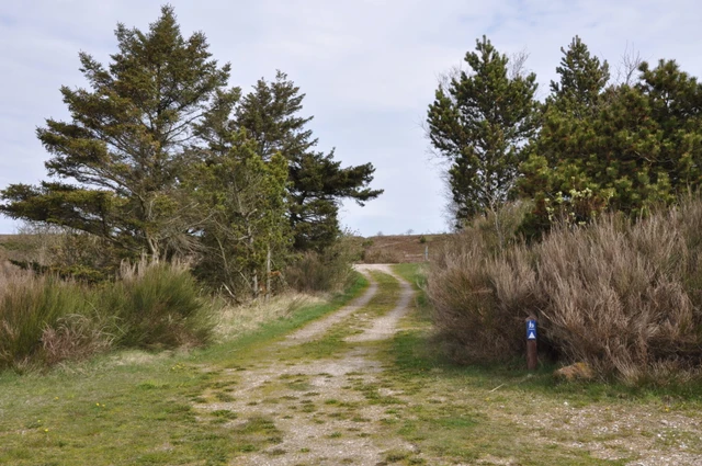 Billede af De Himmerlandske heder