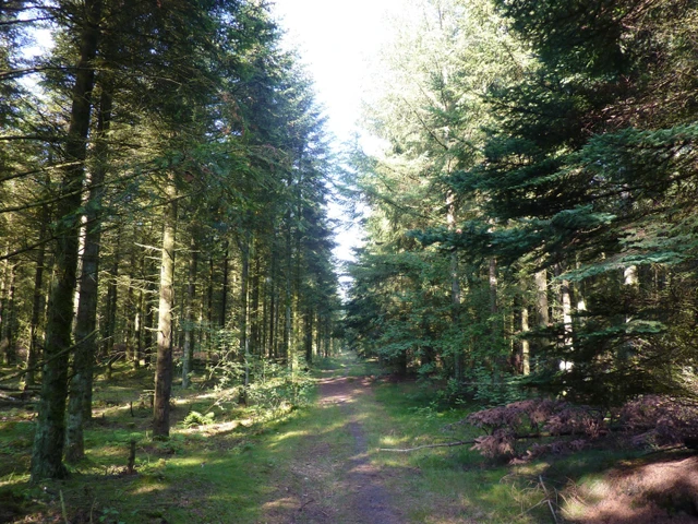 Billede af en rute i skoven ved Jenle