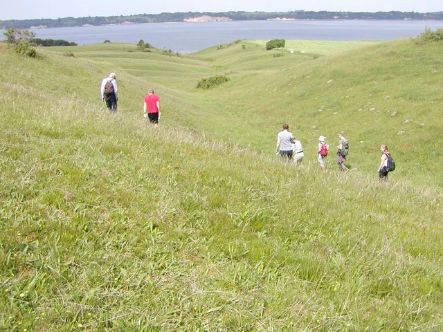 Billede af en gruppe mennesker der går i bakkerne og kigger efter blomsterne