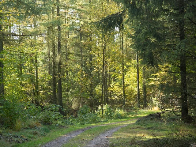 Billede af skovsti i Søttrup plantage