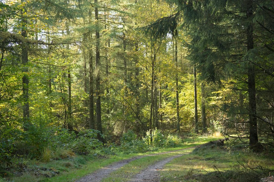 Billede af skovsti i Søttrup plantage