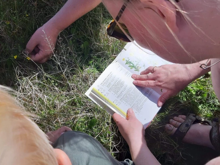 Mennesker forsøger at identificere plante