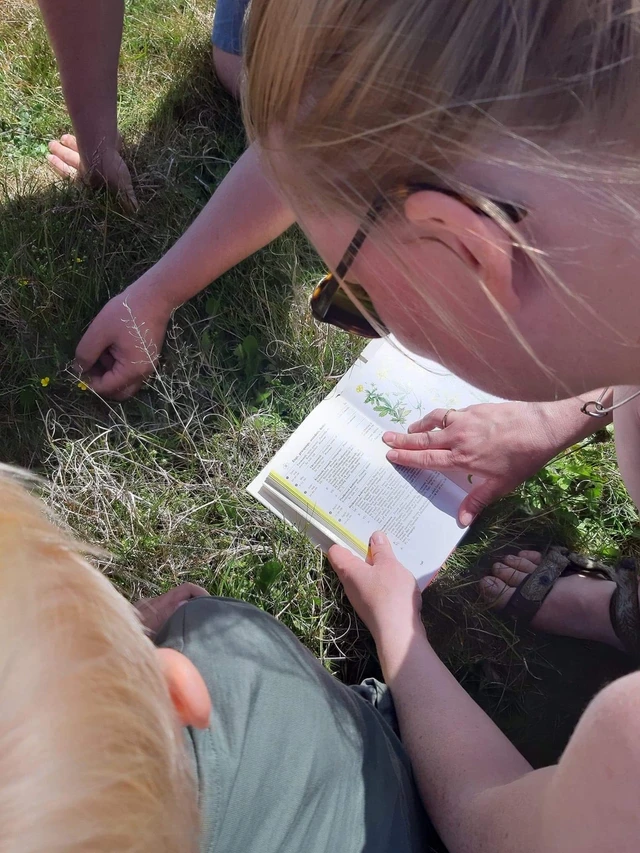 Billede af der kigges i blomsterbog til blomstergenkendelse