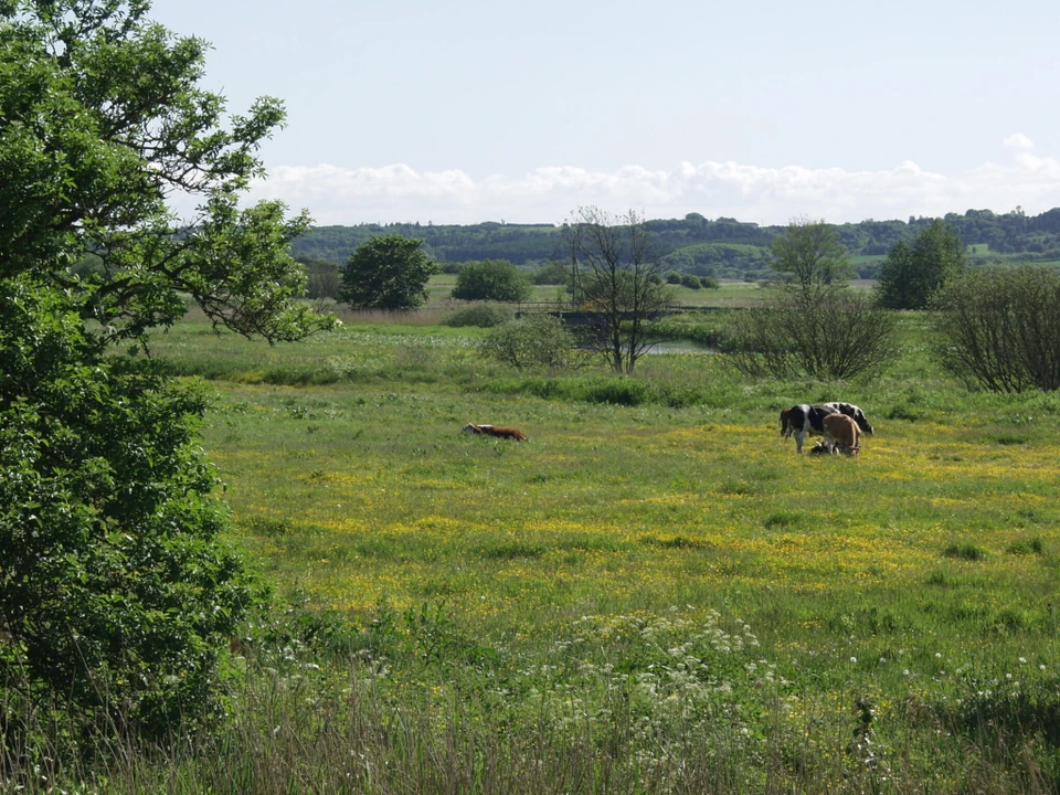 Billede af eng ved Halkær