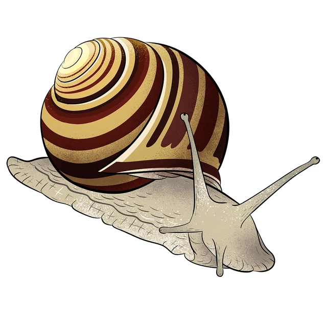 Billede af snegl