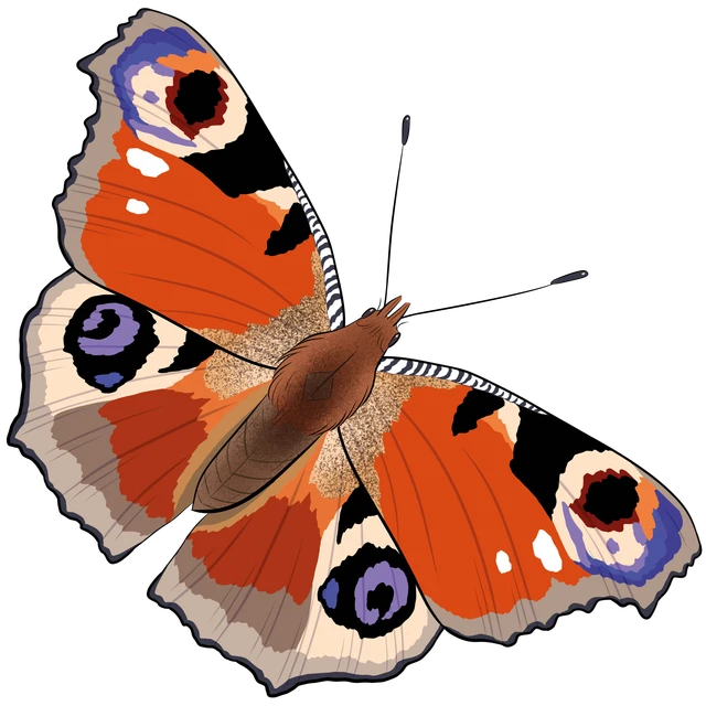 Billede af sommerfugl